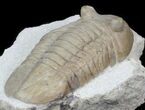 Asaphus bottnicus Trilobite - Uncommon Species #31306-3